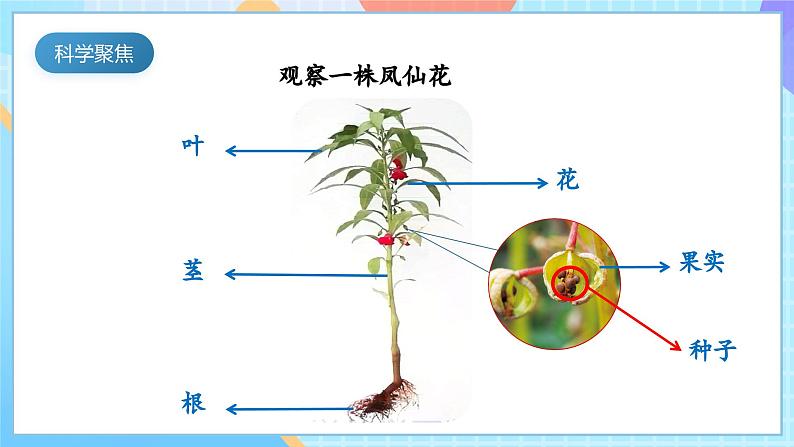 【核心素养】教科版科学四年级下册 1.5《凤仙花开花了》课件第3页