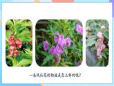 【核心素養(yǎng)】教科版科學四年級下冊 1.5《鳳仙花開花了》課件+教案+素材