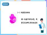 【核心素養(yǎng)】教科版科學四年級下冊 1.5《鳳仙花開花了》課件+教案+素材