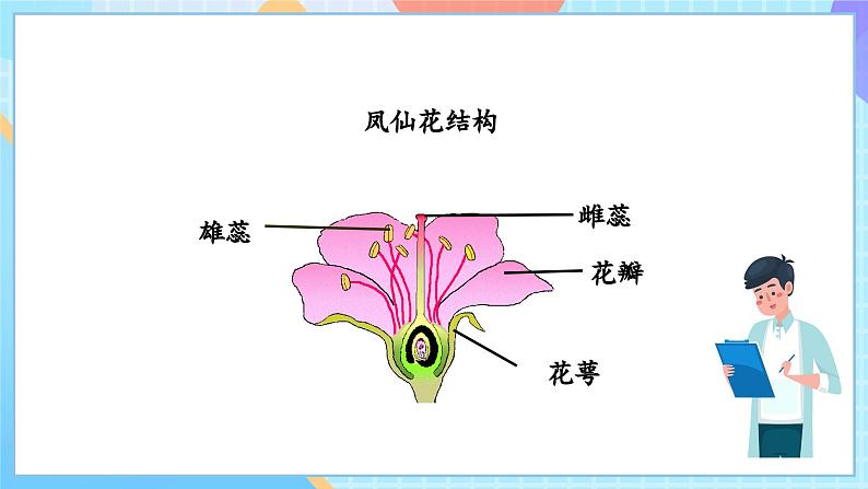 【核心素养】教科版科学四年级下册 1.5《凤仙花开花了》课件第6页