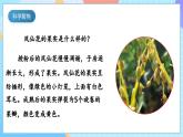 【核心素养】教科版科学四年级下册 1.6《果实和种子》课件+教案+素材