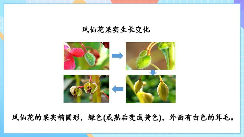 【核心素养】教科版科学四年级下册 1.6《果实和种子》课件第8页