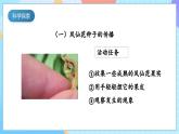 【核心素养】教科版科学四年级下册 1.7《种子的传播》课件+教案+素材