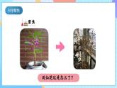 【核心素養(yǎng)】教科版科學四年級下冊 1.8《鳳仙花的一生》課件+教案+素材