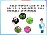 【核心素養(yǎng)】教科版科學四年級下冊 1.8《鳳仙花的一生》課件+教案+素材