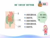 小学科学大象版四年级上册5.4蜿蜒的旅行 课件+教案