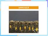 【核心素養(yǎng)】教科版科學(xué)五年級(jí)下冊(cè) 1.1《種子發(fā)芽實(shí)驗(yàn)》課件+教案+素材