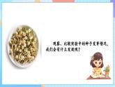 【核心素养】教科版科学五年级下册 1.2《比较种子发芽实验》课件+教案+素材