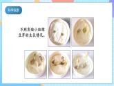 【核心素养】教科版科学五年级下册 1.2《比较种子发芽实验》课件+教案+素材