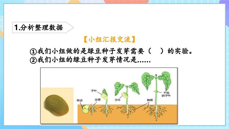 【核心素养】教科版科学五年级下册 1.2《比较种子发芽实验》课件第6页