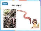 【核心素养】教科版科学五年级下册 1.4《蚯蚓的选择》课件+教案+素材