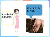 【核心素养】教科版科学五年级下册 1.4《蚯蚓的选择》课件+教案+素材