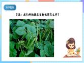 【核心素養(yǎng)】教科版科學(xué)五年級(jí)下冊(cè) 1.6《食物鏈和食物網(wǎng)》課件+教案+素材