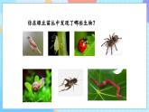 【核心素養(yǎng)】教科版科學(xué)五年級(jí)下冊(cè) 1.6《食物鏈和食物網(wǎng)》課件+教案+素材