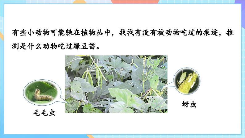 【核心素养】教科版科学五年级下册 1.6《食物链和食物网》课件第7页