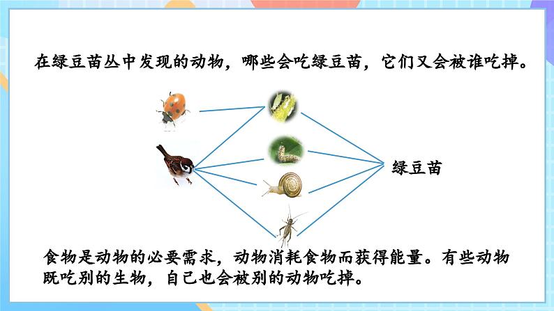 【核心素养】教科版科学五年级下册 1.6《食物链和食物网》课件第8页