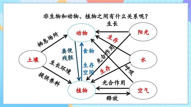 【核心素养】教科版科学五年级下册 1.7《设计和制作生态瓶》课件第7页