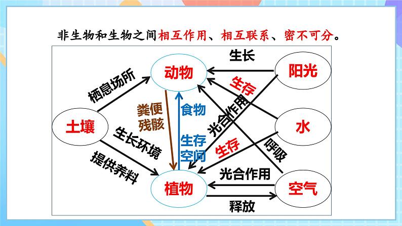 【核心素养】教科版科学五年级下册 1.7《设计和制作生态瓶》课件第8页