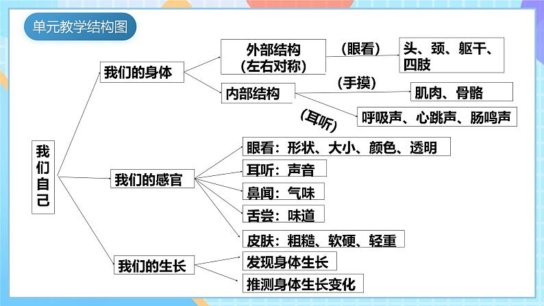 【核心素养】教科版科学二年级下册 2.1《观察我们的身体》课件第4页