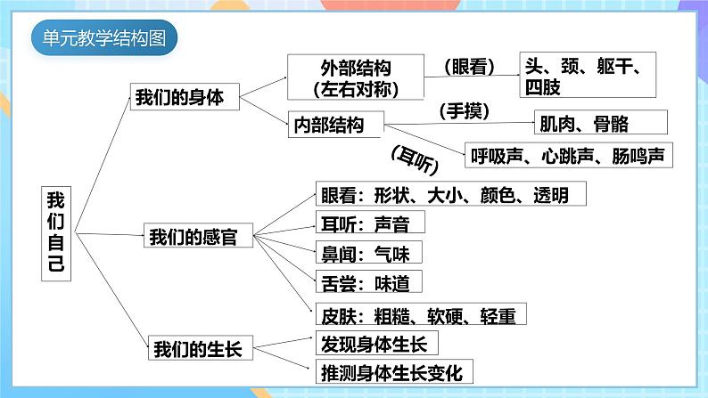 【核心素养】教科版科学二年级下册 2.3《观察与比较》课件第4页