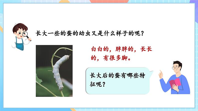 【核心素养】教科版科学三年级下册 2.3 《蚕长大了》课件第4页