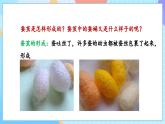 【核心素養(yǎng)】教科版科學(xué)三年級(jí)下冊(cè) 2.4《蠶變了新模樣》課件+教案+素材