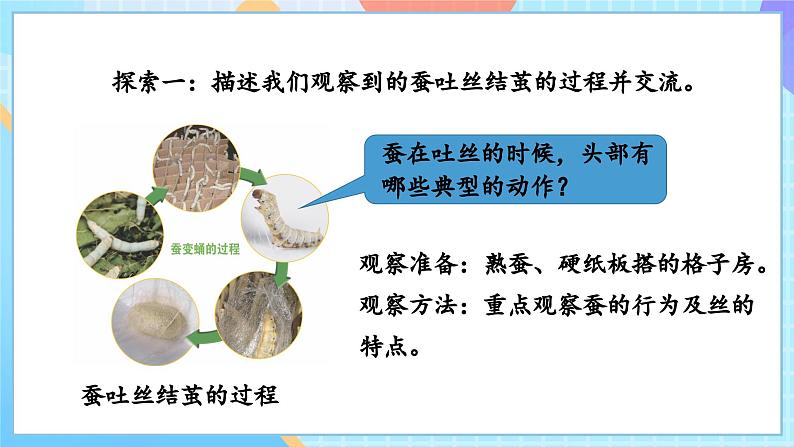 【核心素养】教科版科学三年级下册 2.4 《蚕变了新模样》课件第7页