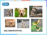 【核心素養(yǎng)】教科版科學(xué)三年級(jí)下冊(cè) 2.7《動(dòng)物的繁殖》課件+教案+素材