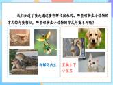 【核心素養(yǎng)】教科版科學(xué)三年級(jí)下冊(cè) 2.7《動(dòng)物的繁殖》課件+教案+素材