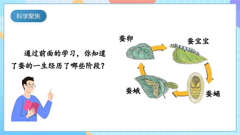 【核心素养】教科版科学三年级下册 2.8 《动物的一生》课件第3页