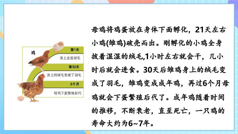 【核心素养】教科版科学三年级下册 2.8 《动物的一生》课件第7页