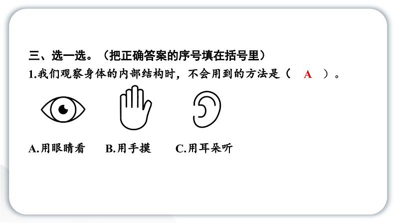 2024教科版科学二年级下册第二单元我们自己1观察我们的身体 作业课件第5页