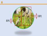 人教鄂教版（2024）科学五上第二单元《后代与亲代》复习课件