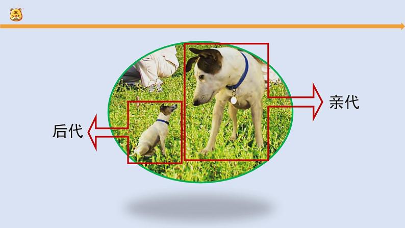 人教鄂教版（2024）科学五上第二单元《后代与亲代》复习课件第4页