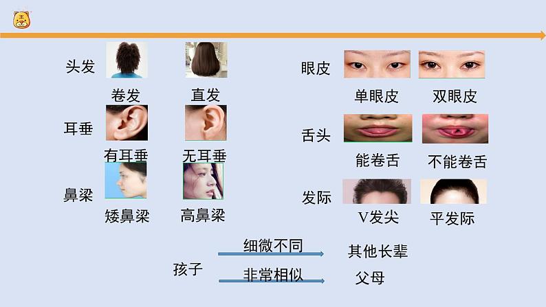 人教鄂教版（2024）科学五上第二单元《后代与亲代》复习课件第7页