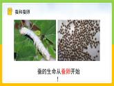 教科版科学三下 2.1 《迎接蚕宝宝的到来》课件+教学设计（教学反思）+素材