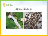 教科版科學(xué)三下 2.2 《認(rèn)識(shí)其他動(dòng)物的卵》課件+教學(xué)設(shè)計(jì)（教學(xué)反思）+素材