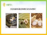 教科版科學(xué)三下 2.2 《認(rèn)識(shí)其他動(dòng)物的卵》課件+教學(xué)設(shè)計(jì)（教學(xué)反思）+素材