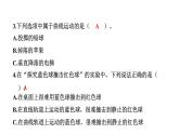 2024教科版科学三年级下册第一单元物体的运动3 直线运动和曲线运动 作业课件ppt