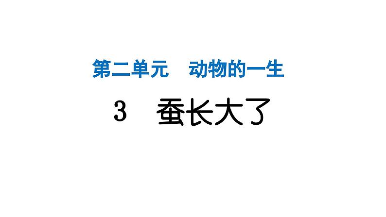 2024教科版科学三年级下册第二单元动物的一生3 蚕长大了 作业课件ppt第1页