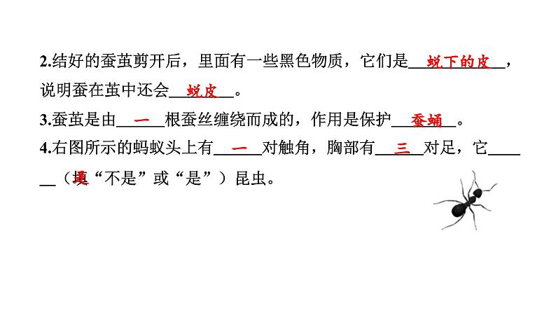 2024教科版科学三年级下册第二单元动物的一生5 茧中钻出了蚕蛾 作业课件ppt第4页