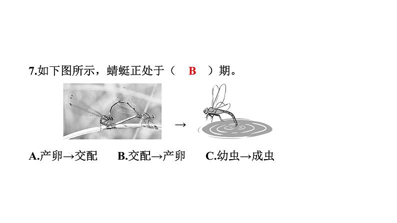 2024教科版科学三年级下册第二单元学习达标测试 作业课件ppt第8页