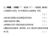 2024教科版科学四年级下册期中测试卷 作业课件ppt
