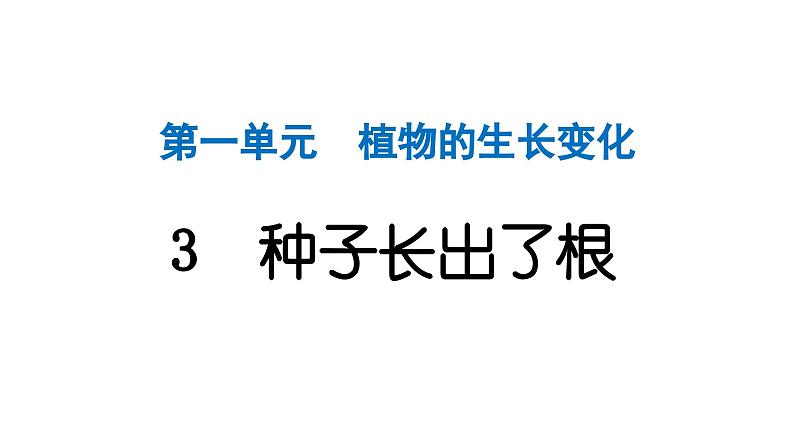 2024教科版科学四年级下册第一单元植物的生长变化3 种子长出了根 作业课件ppt第1页