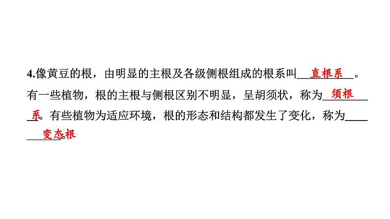 2024教科版科学四年级下册第一单元植物的生长变化3 种子长出了根 作业课件ppt第4页