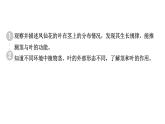 2024教科版科学四年级下册第一单元植物的生长变化4 茎和叶 作业课件ppt