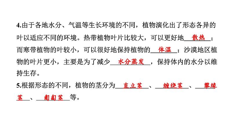 2024教科版科学四年级下册第一单元植物的生长变化4 茎和叶 作业课件ppt第4页