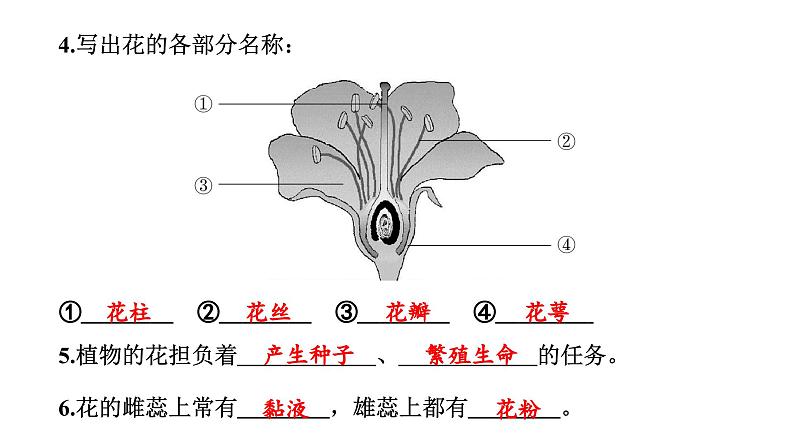 2024教科版科学四年级下册第一单元植物的生长变化5 凤仙花开花了 作业课件ppt第4页