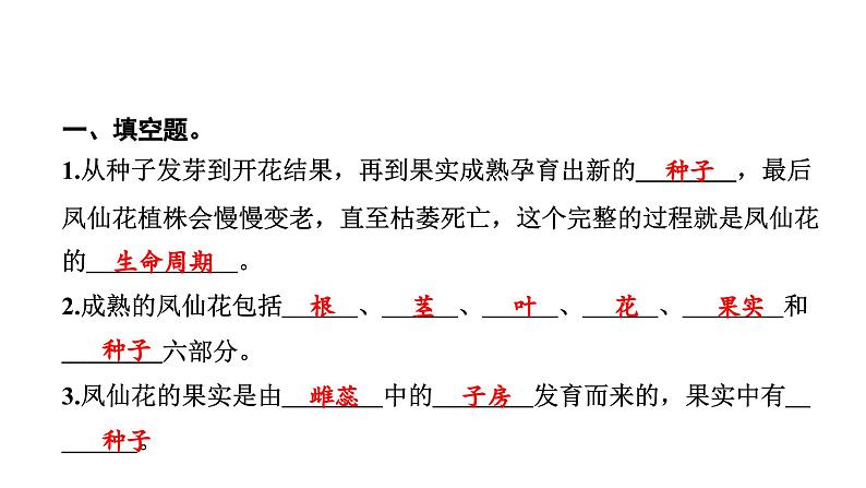 2024教科版科学四年级下册第一单元植物的生长变化8 凤仙花的一生 作业课件ppt第3页