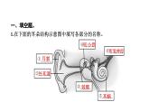 2024教科版科学四年级上册第一单元声音6 我们是怎样听到声音的  作业课件ppt